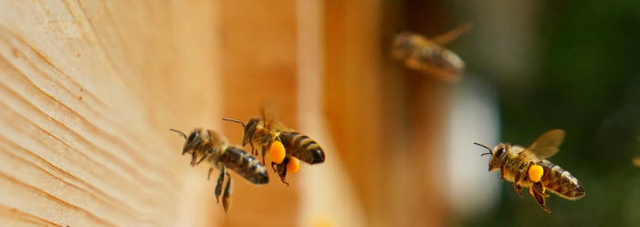 Abeilles en approche de la ruche